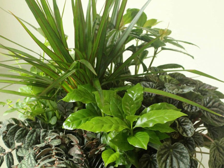 6" Dish Garden Collection