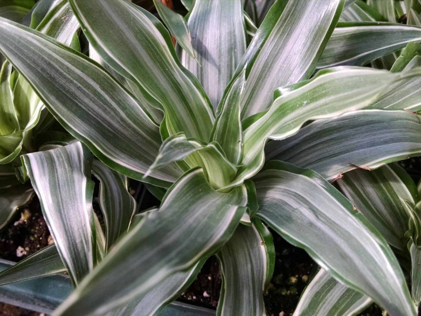 compact warneckii dracaena detail image