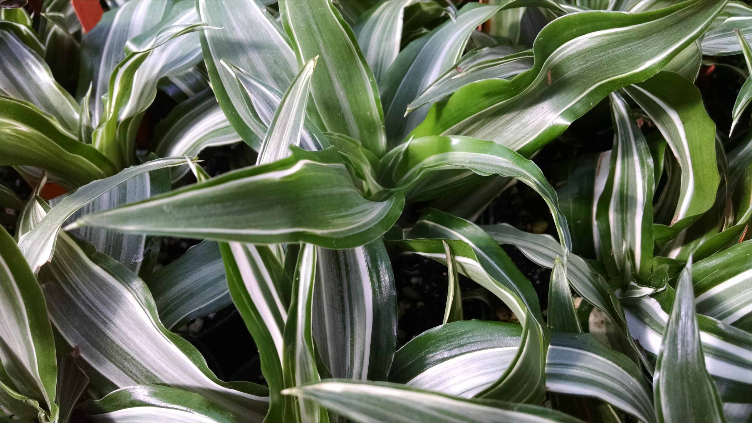 Compact Warneckii Dracaena - Image 3