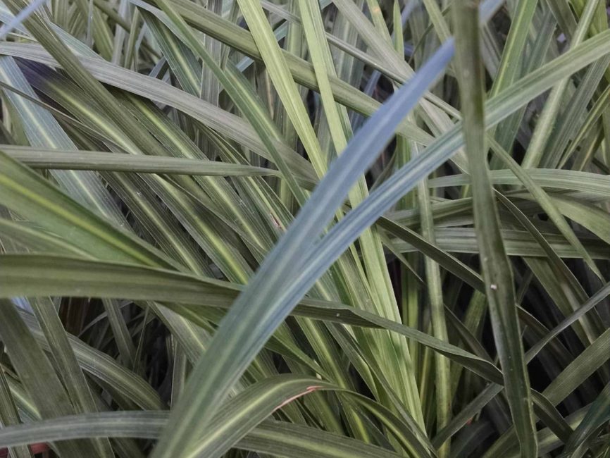 Spikes Dracaena with long, sword shaped leaves by Studley Flower Gardens