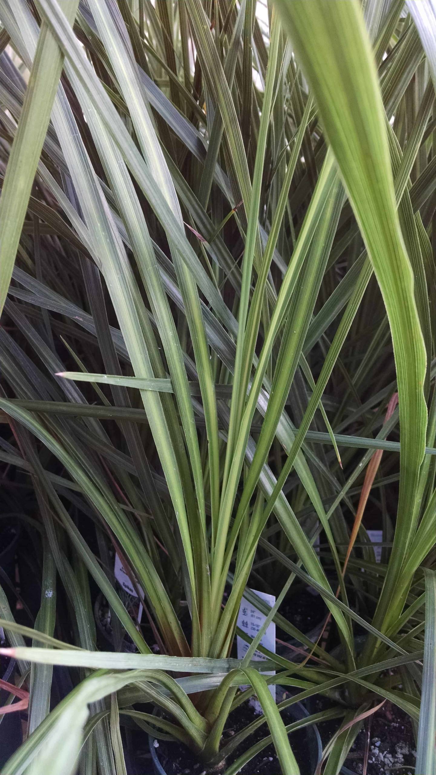 Spikes Dracaena - Image 2