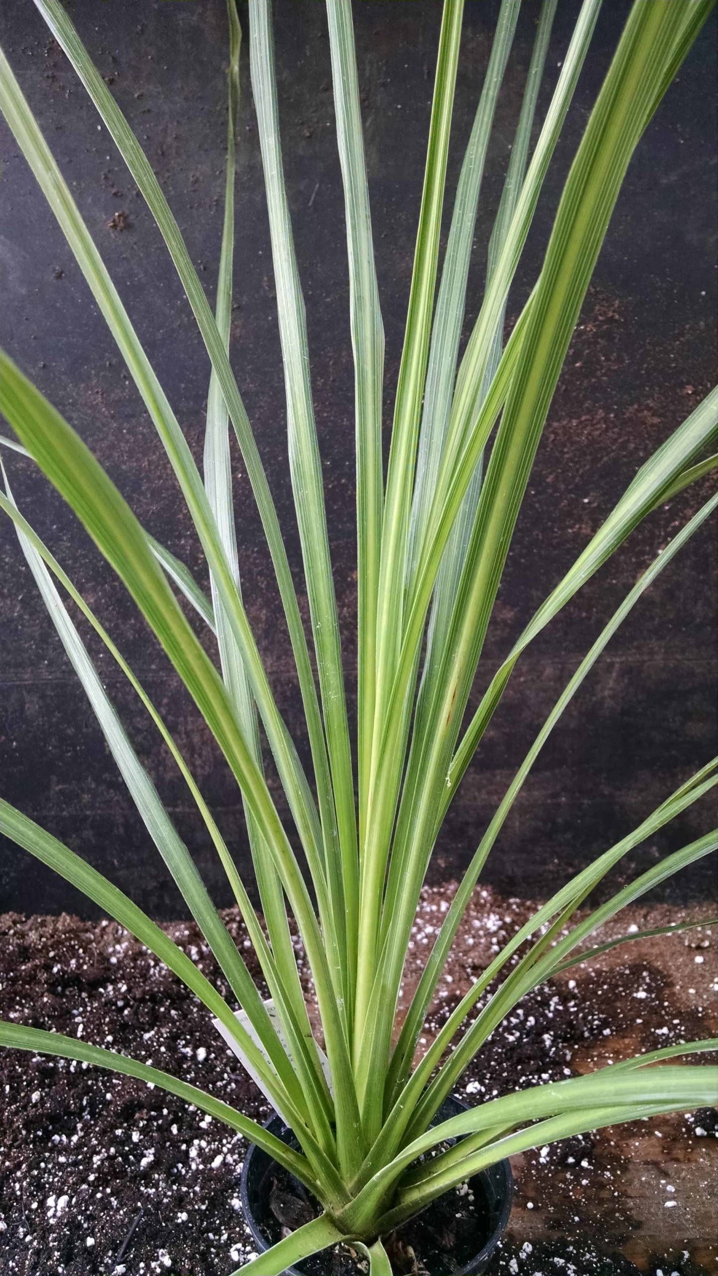 Spikes Dracaena - Image 3