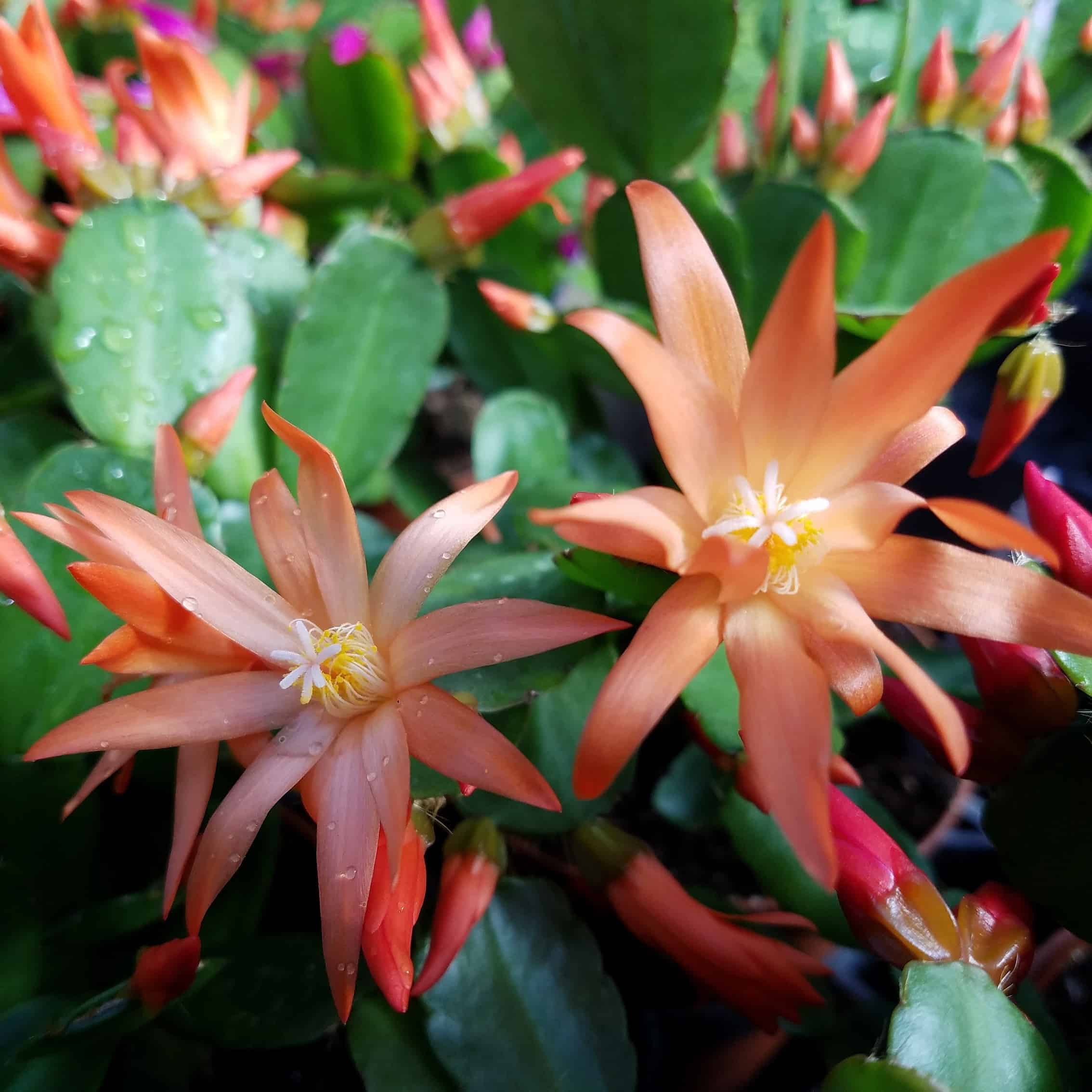 Easter Cactus - Rhipsalidopsis Gaertneri - Image 2