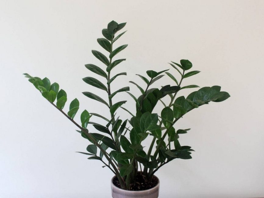 Eternity plant with arching stems and glossy foliage by Studley Flower Gardens