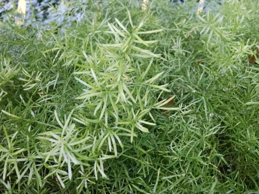 Asparagus fern trailing foliage with airy, cascading stems by Studley Flower Gardens