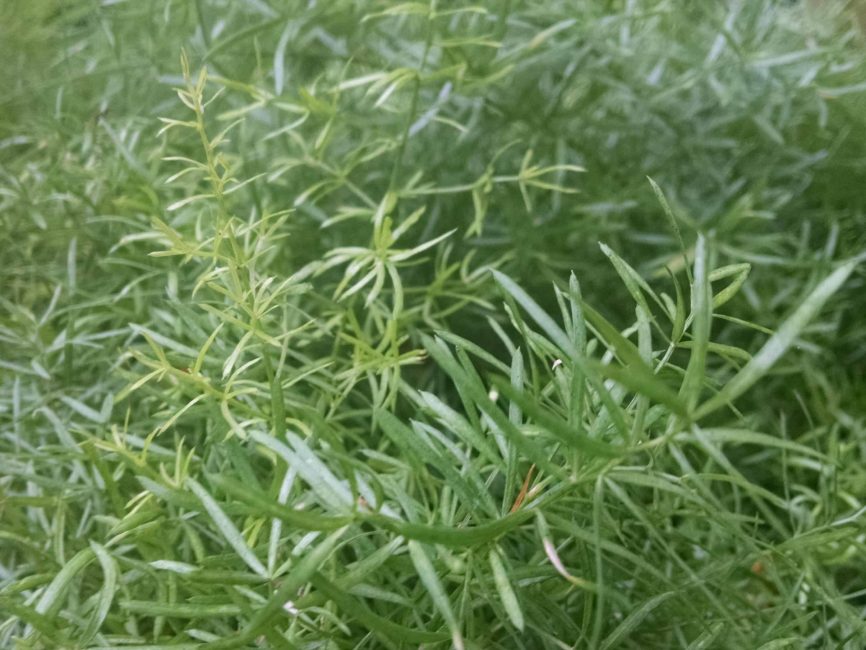 Asparagus fern trailing foliage for windowsill display by Studley Flower Gardens