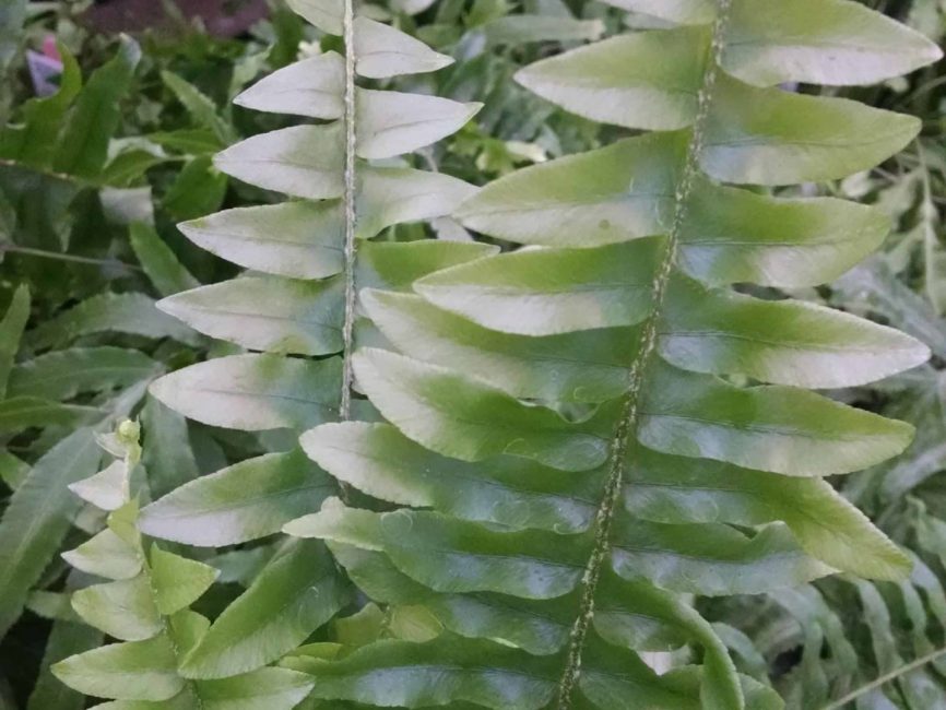 Boston fern with lush mid green arching fronds in a hanging basket by Studley Flower Gardens