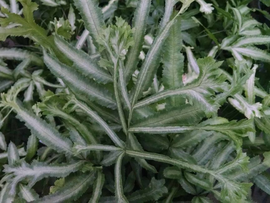 Silver brake fern with pale green fronds and silvery stripe by Studley Flower Gardens
