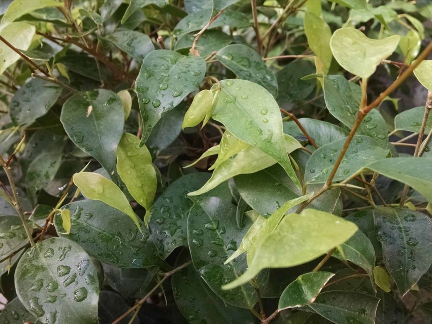 Ficus benjamina dark green leaves in upright form by Studley Flower Gardens