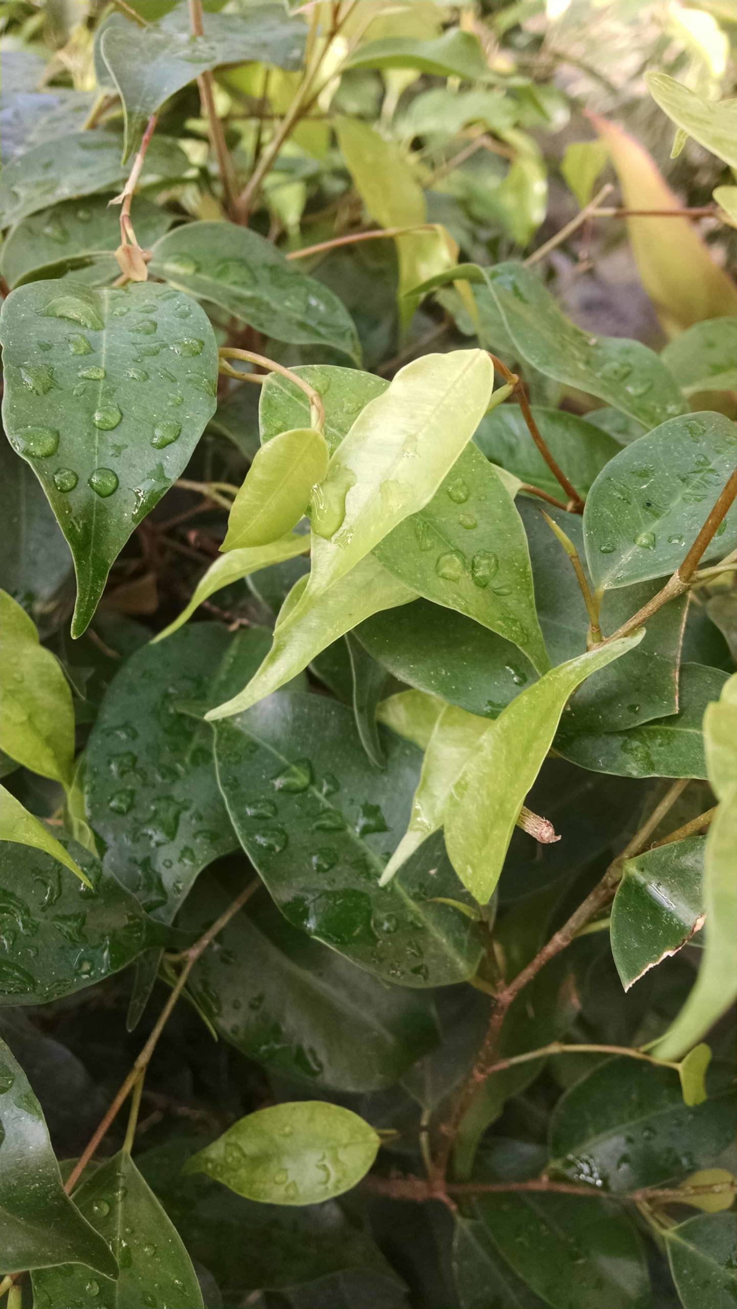 Ficus Benjamina - Image 3
