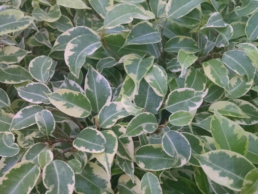 variegated ficus benjamina detail image