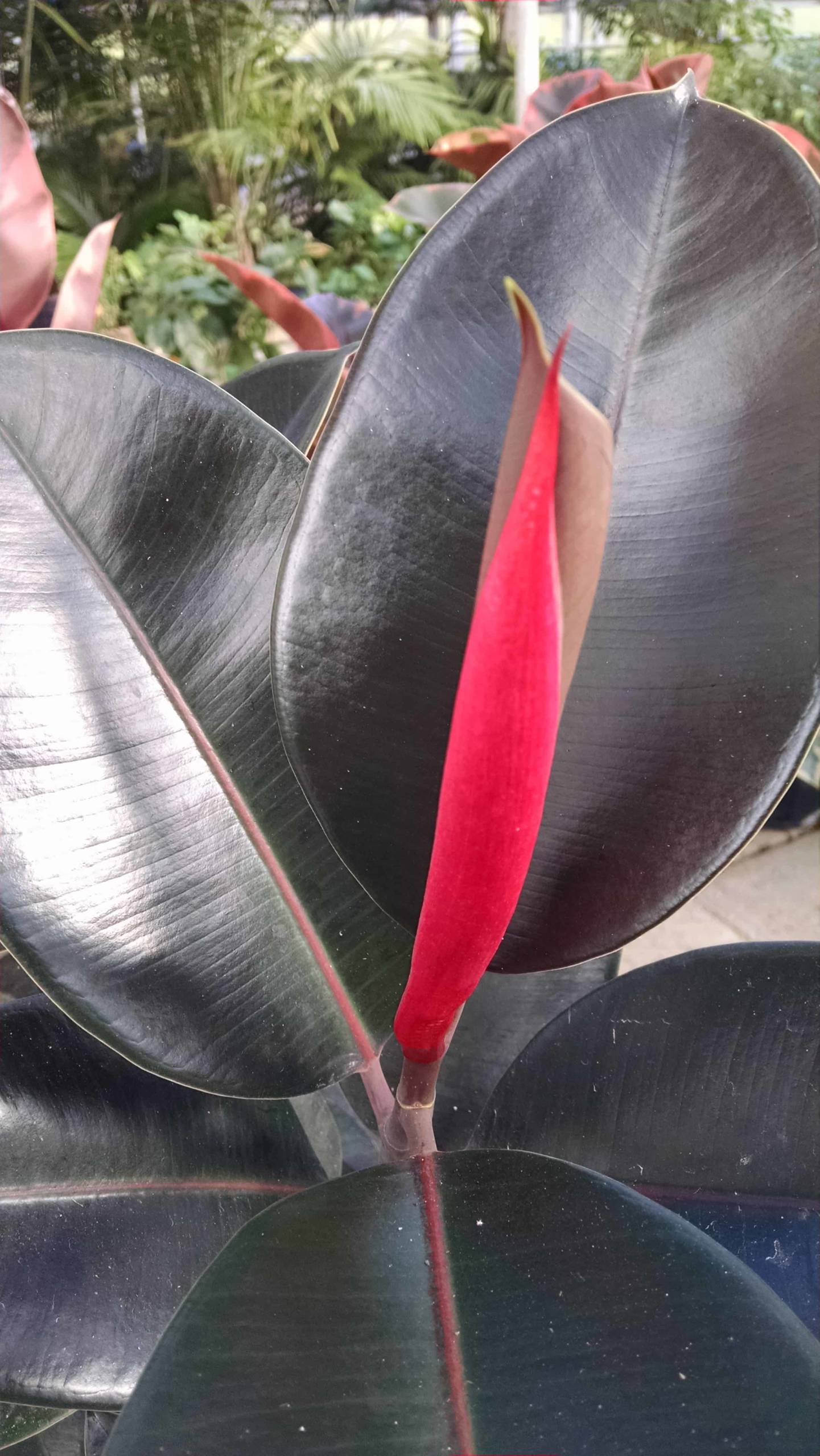 Burgundy Rubber Tree - Image 2