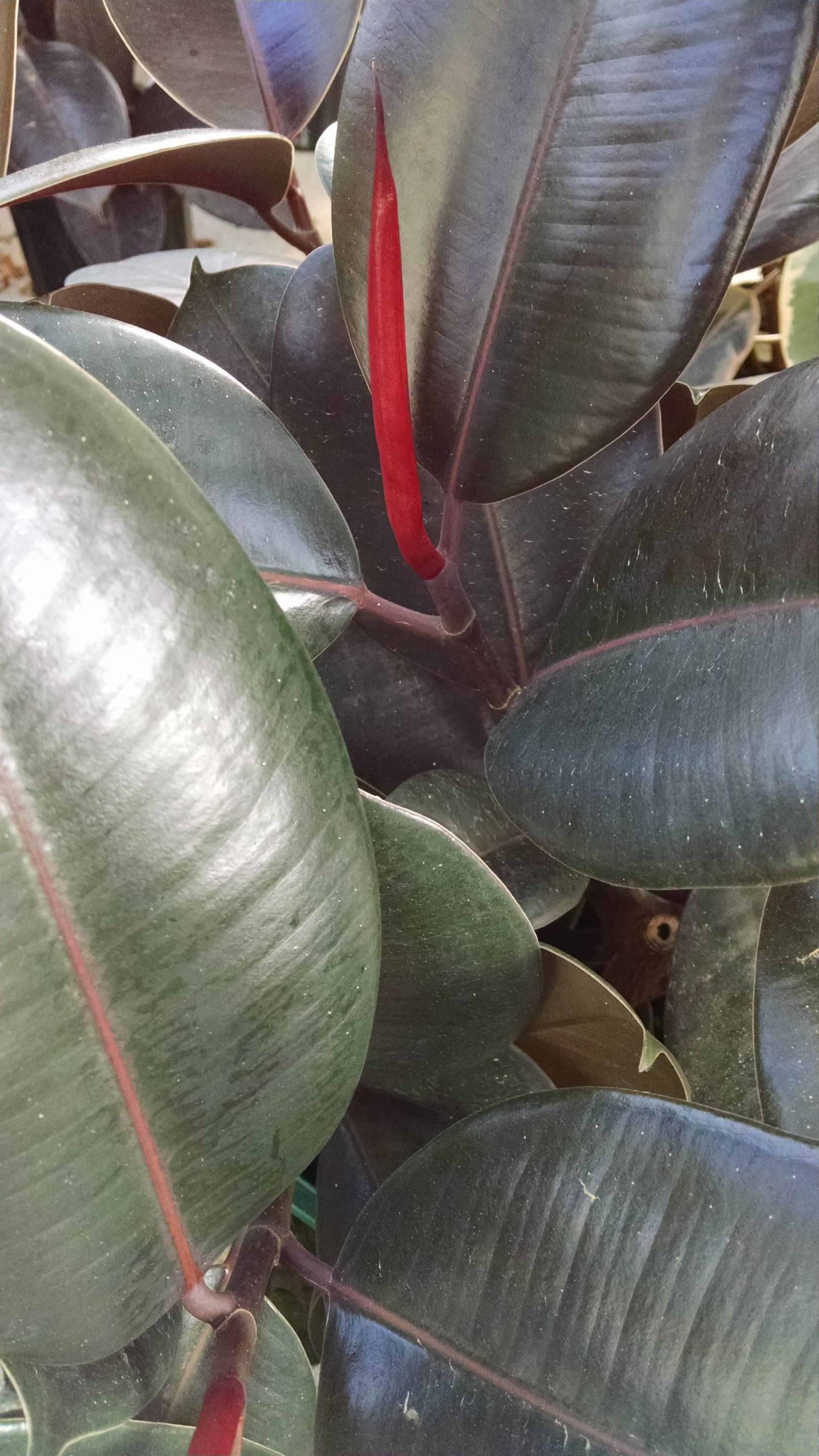 Burgundy Rubber Tree - Image 3