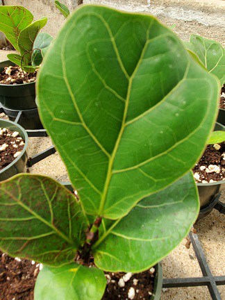 Fiddle-Leaf Fig - Image 4