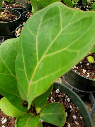 Fiddle-Leaf Fig - Image 2