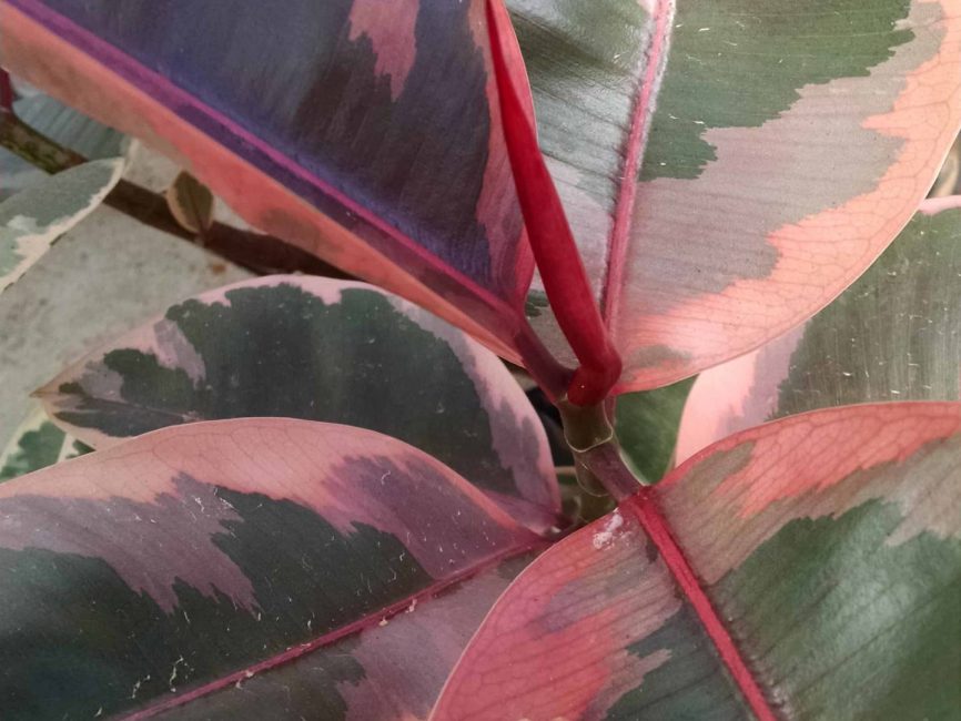 ruby rubber tree detail image