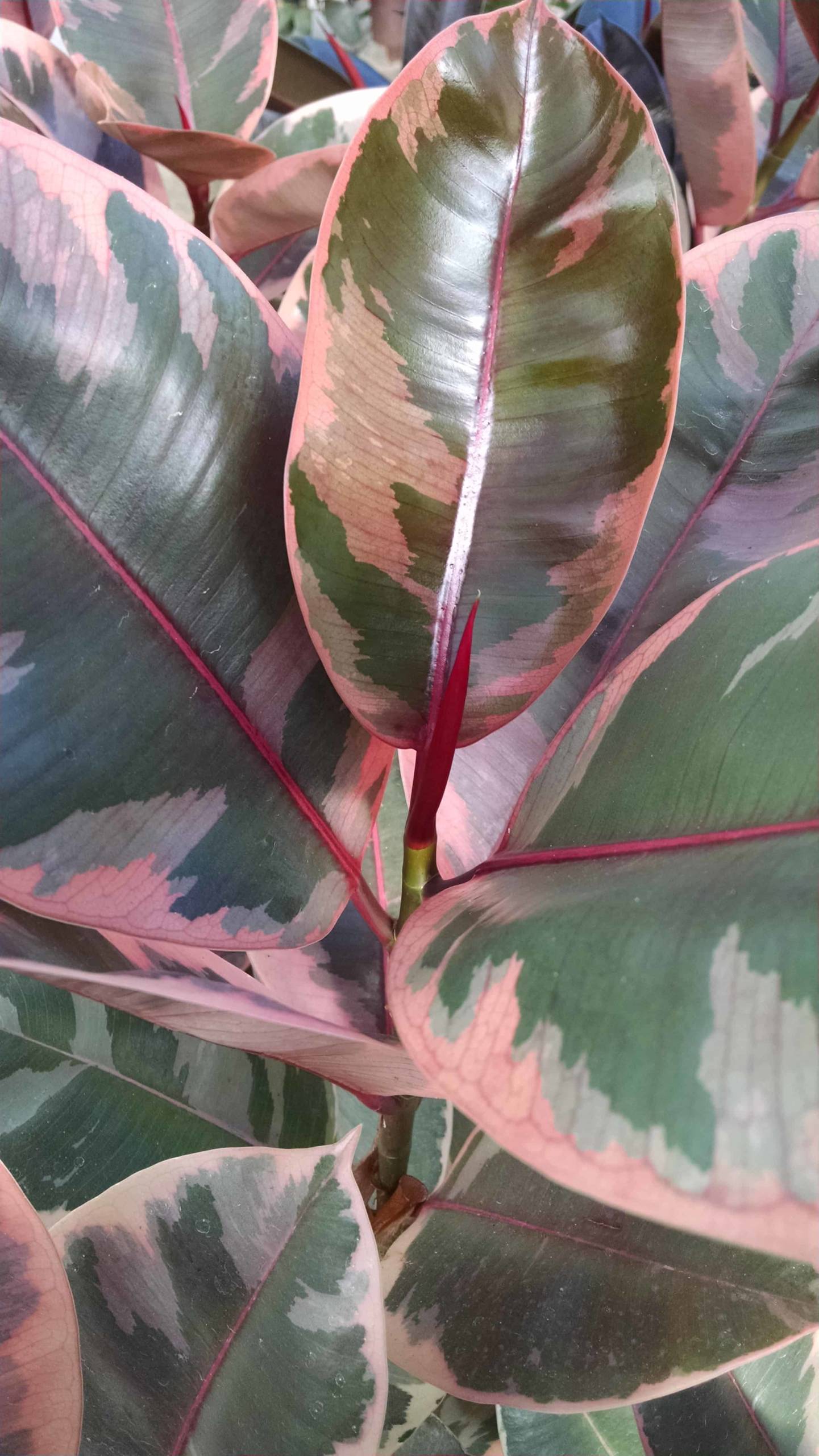 Ruby Rubber Tree - Image 2