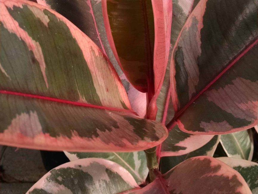 Ruby rubber tree with glossy scaled leaves by Studley Flower Gardens