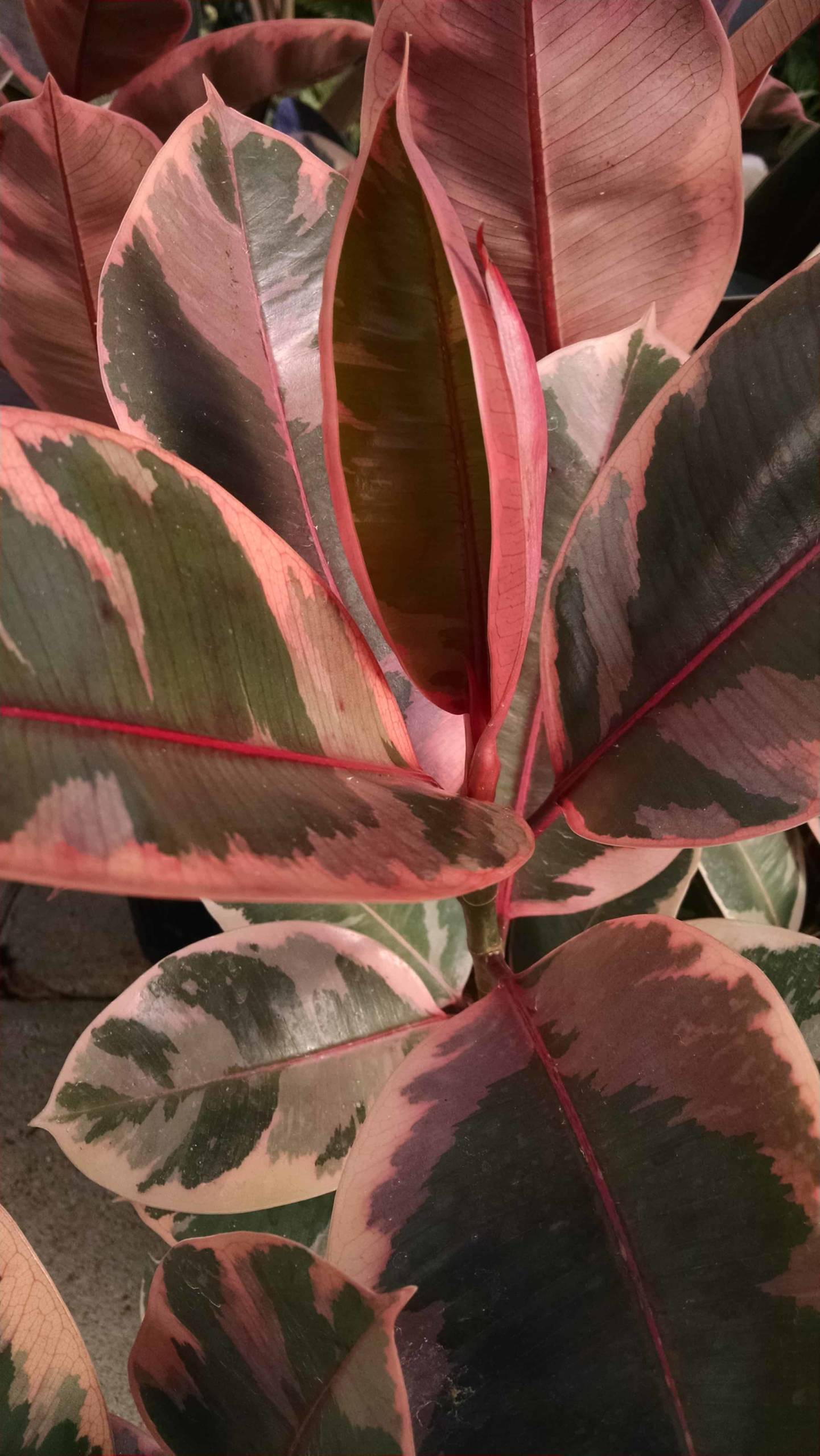 Ruby Rubber Tree - Image 3