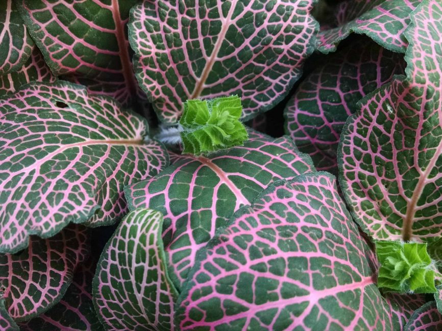 pink fittonia detail image