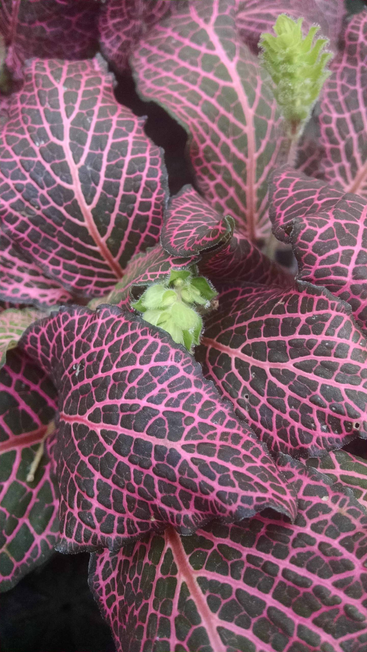 Pink Fittonia - Image 3