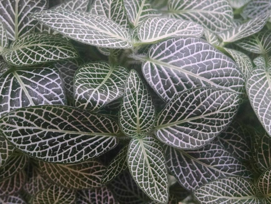 nerve plant, mini fittonia detail image