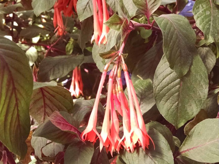Gartenmeister Fuchsia blooming plant with salmon tubular flowers by Studley Flower Gardens