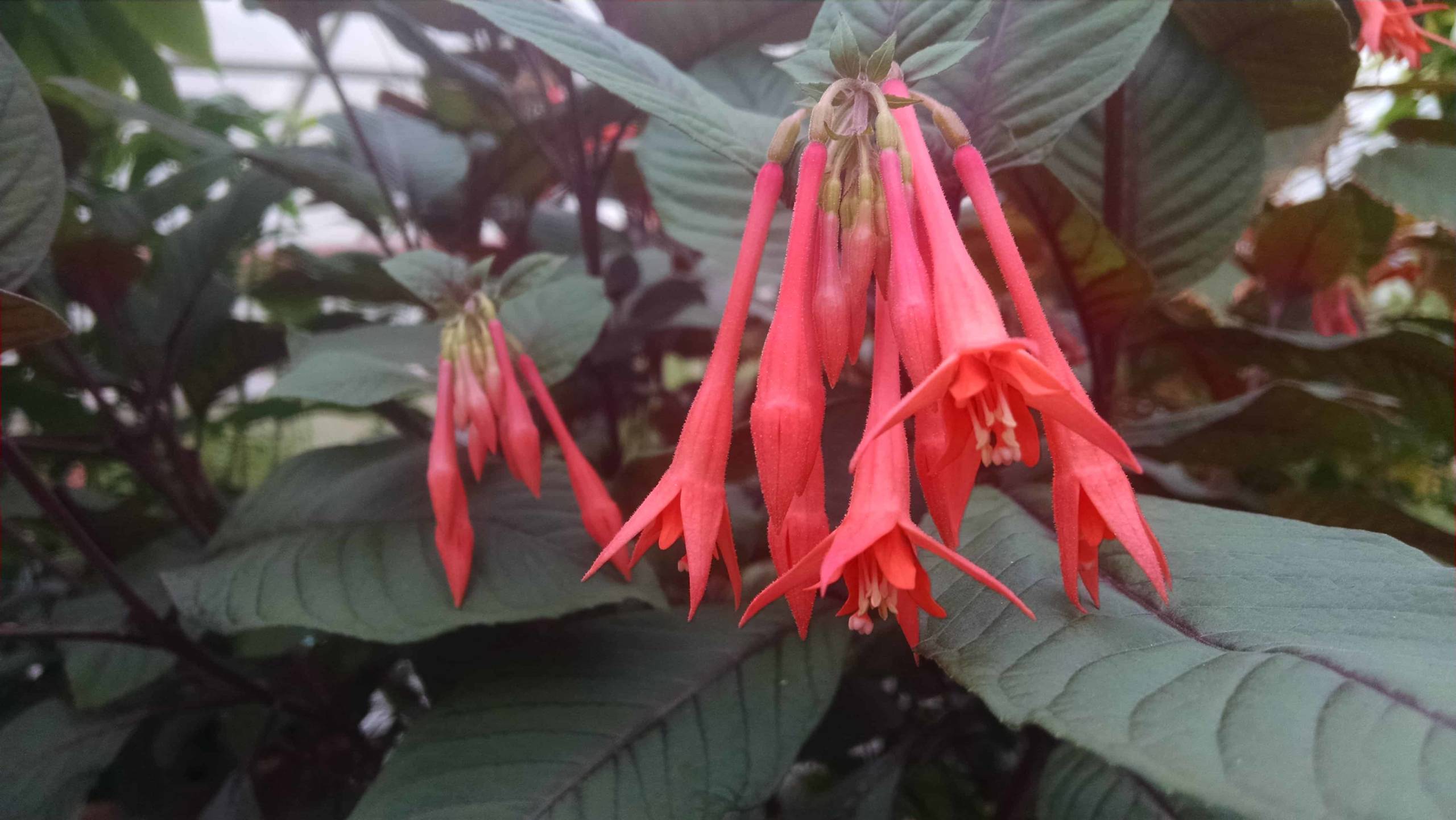 Gartenmeister Fuchsia - Image 3