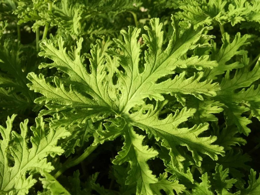 citrosa scented geranium detail image