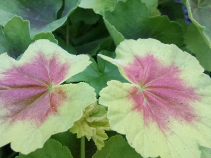 Indian Dunes Geranium with scalloped chartreuse leaves by Studley Flower Gardens