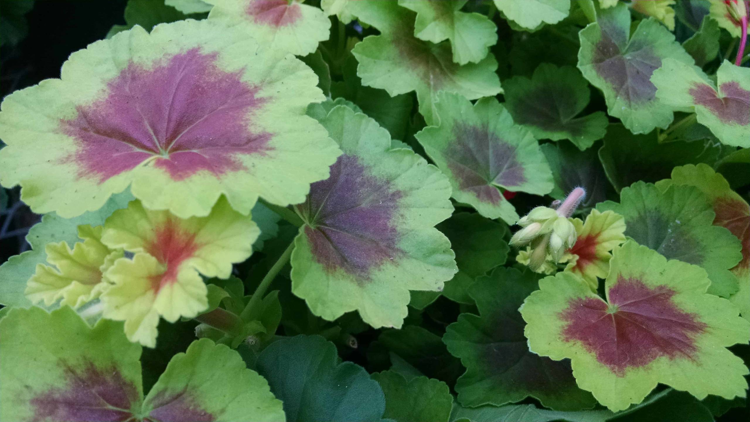 Indian Dunes Geranium - Image 2