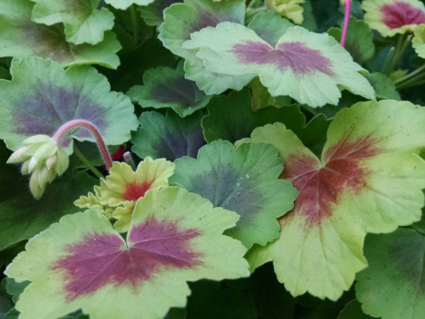 Indian Dunes Geranium blooming plant by Studley Flower Gardens