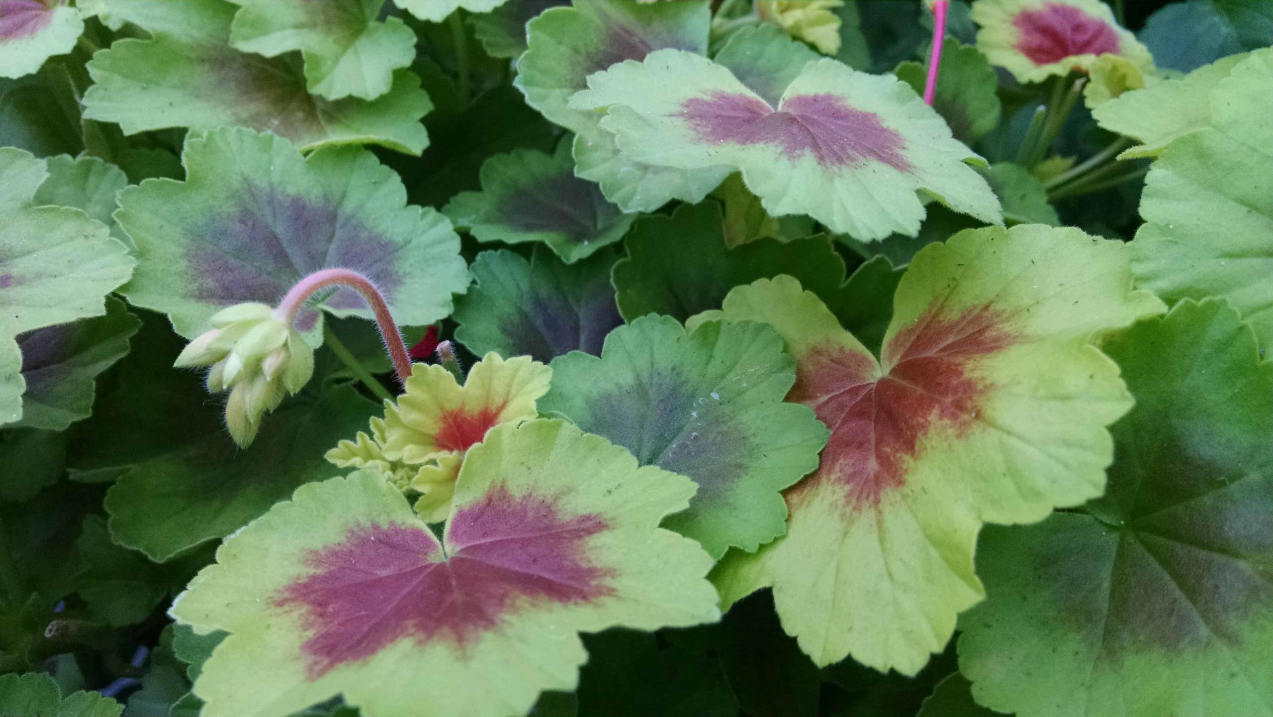 Indian Dunes Geranium - Image 3
