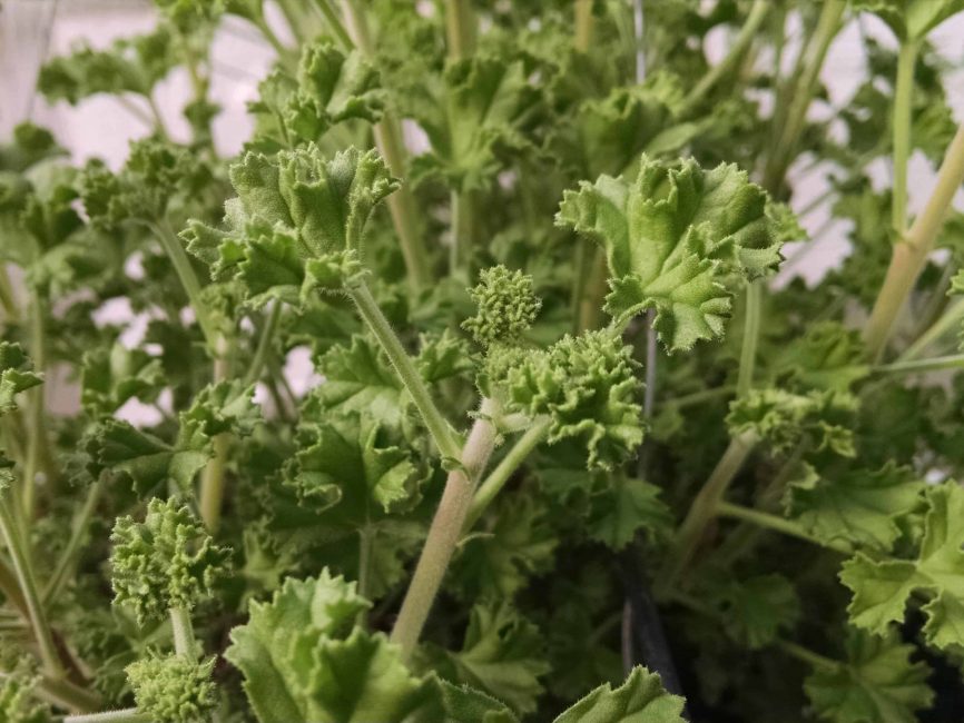 lemon scented geranium detail image