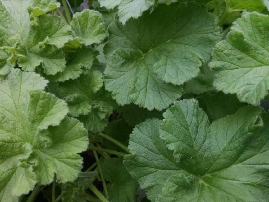 lime scented geranium detail image