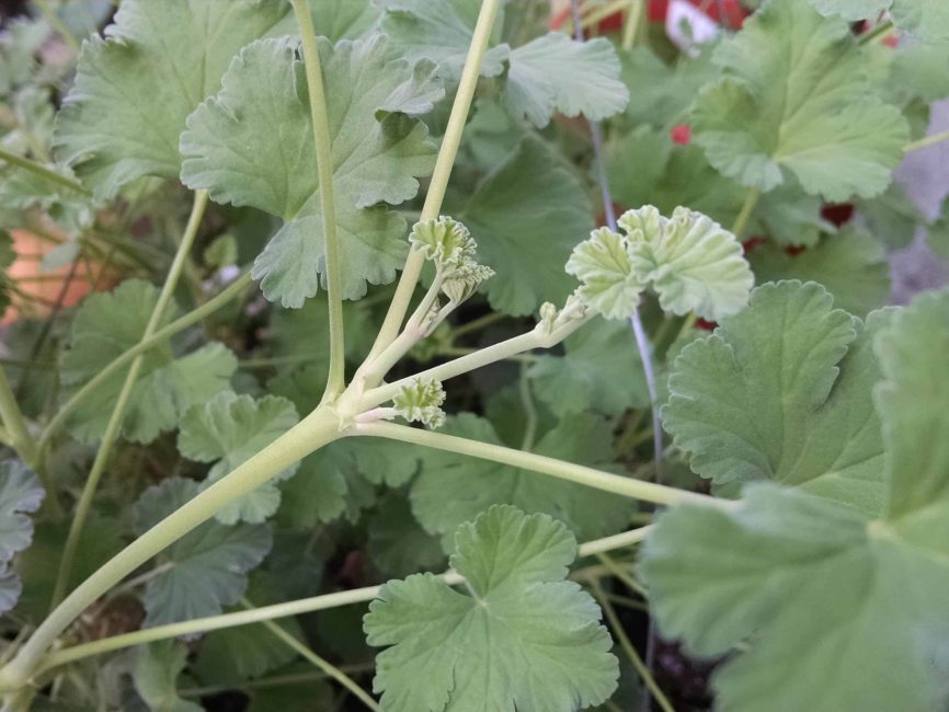 Nutmeg scented geranium with velvety light green leaves by Studley Flower Gardens