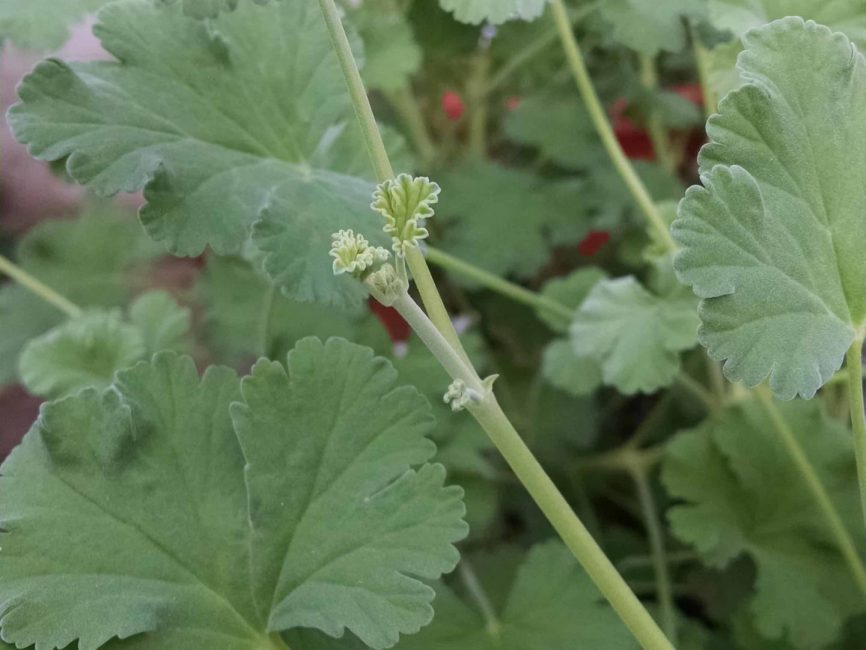Nutmeg scented geranium blooming on a windowsill by Studley Flower Gardens