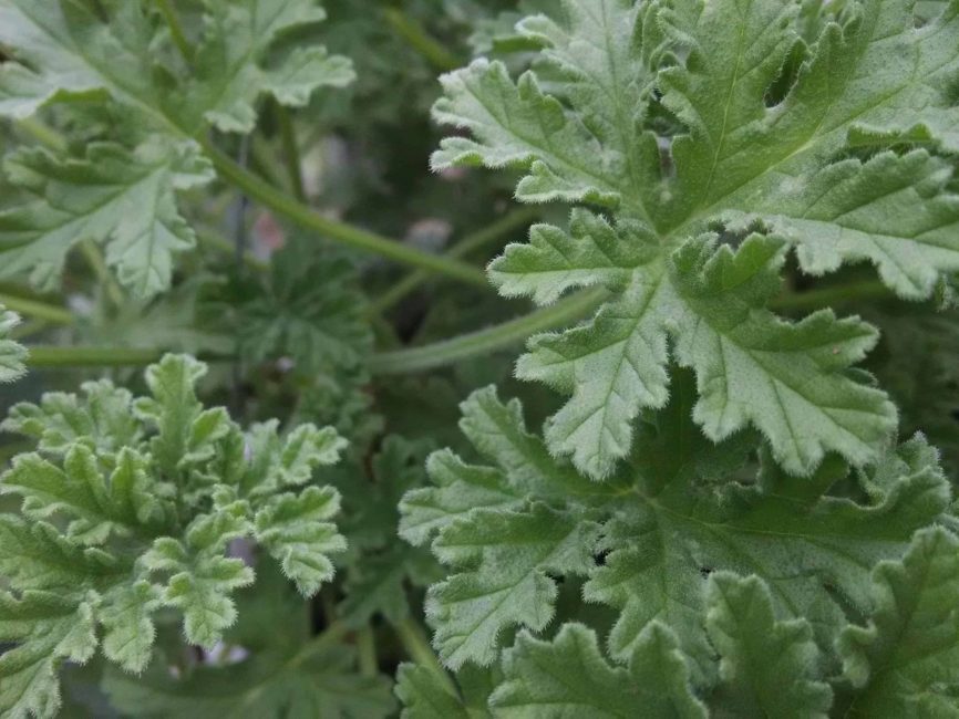 old fashioned rose scented geranium detail image