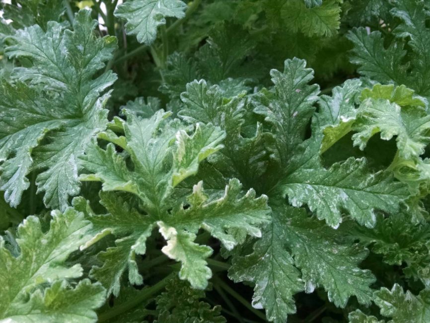 Peacock scented geranium with variegated lobed leaves by Studley Flower Gardens