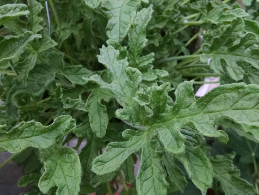 Roger’s lemon scented geranium with blooming foliage by Studley Flower Gardens