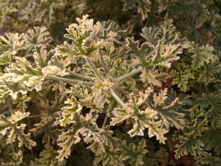 variegated rose mint scented geranium detail image