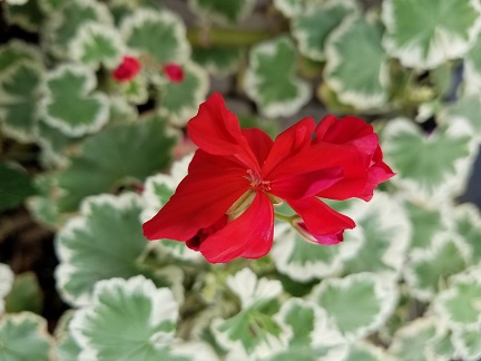 Wilhelm Langguth Geranium