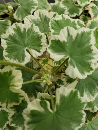 Wilhelm Langguth Geranium - Image 2