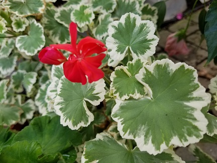 Wilhelm Langguth Geranium - Image 3