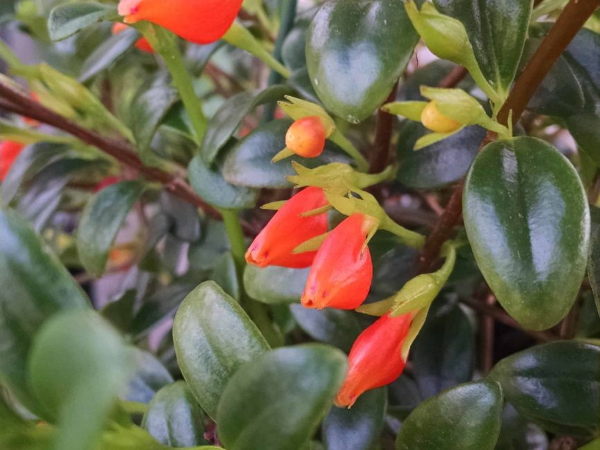 Christmas Holly Goldfish Plant with glossy green foliage by Studley Flower Gardens