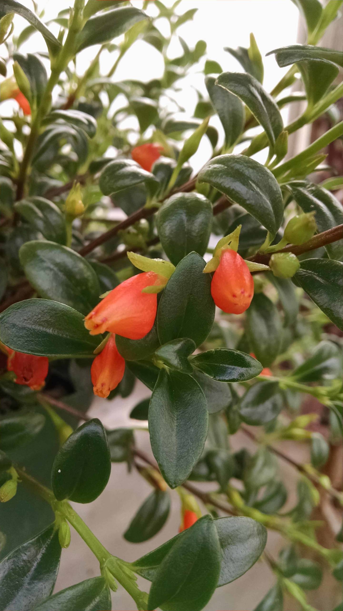 Christmas Holly Goldfish Plant - Image 2