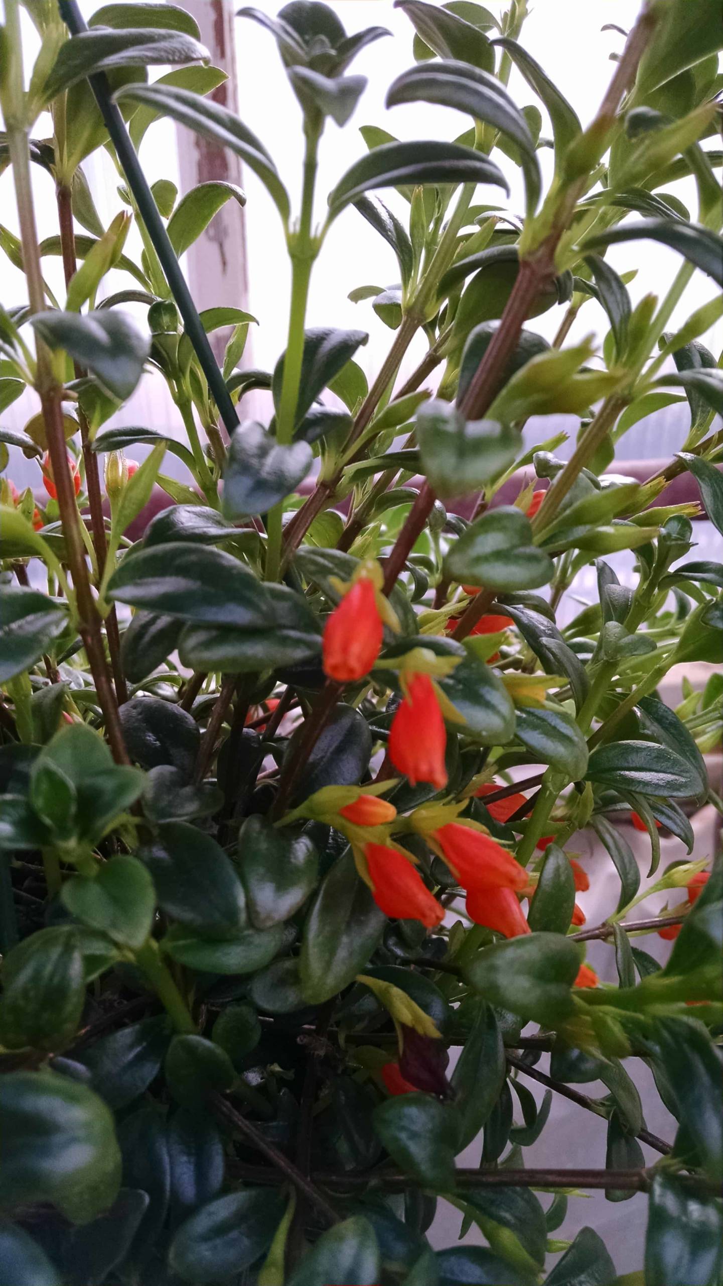 Christmas Holly Goldfish Plant - Image 3