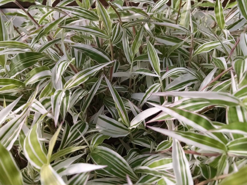 basket grass detail image