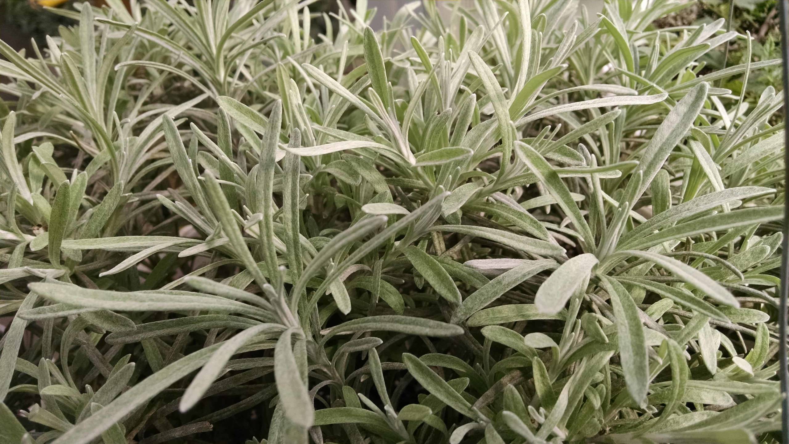Icicles licorice plant with bright silver foliage by Studley Flower Gardens