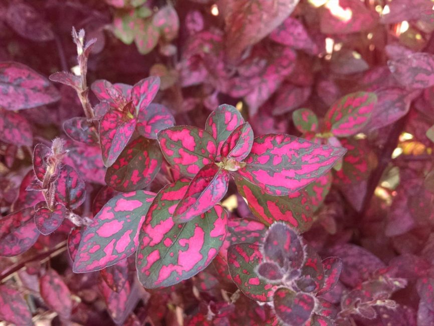 red splash polka dot plant detail image